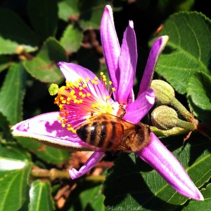 honeybee and her flower1